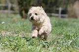 CAIRN TERRIER 266